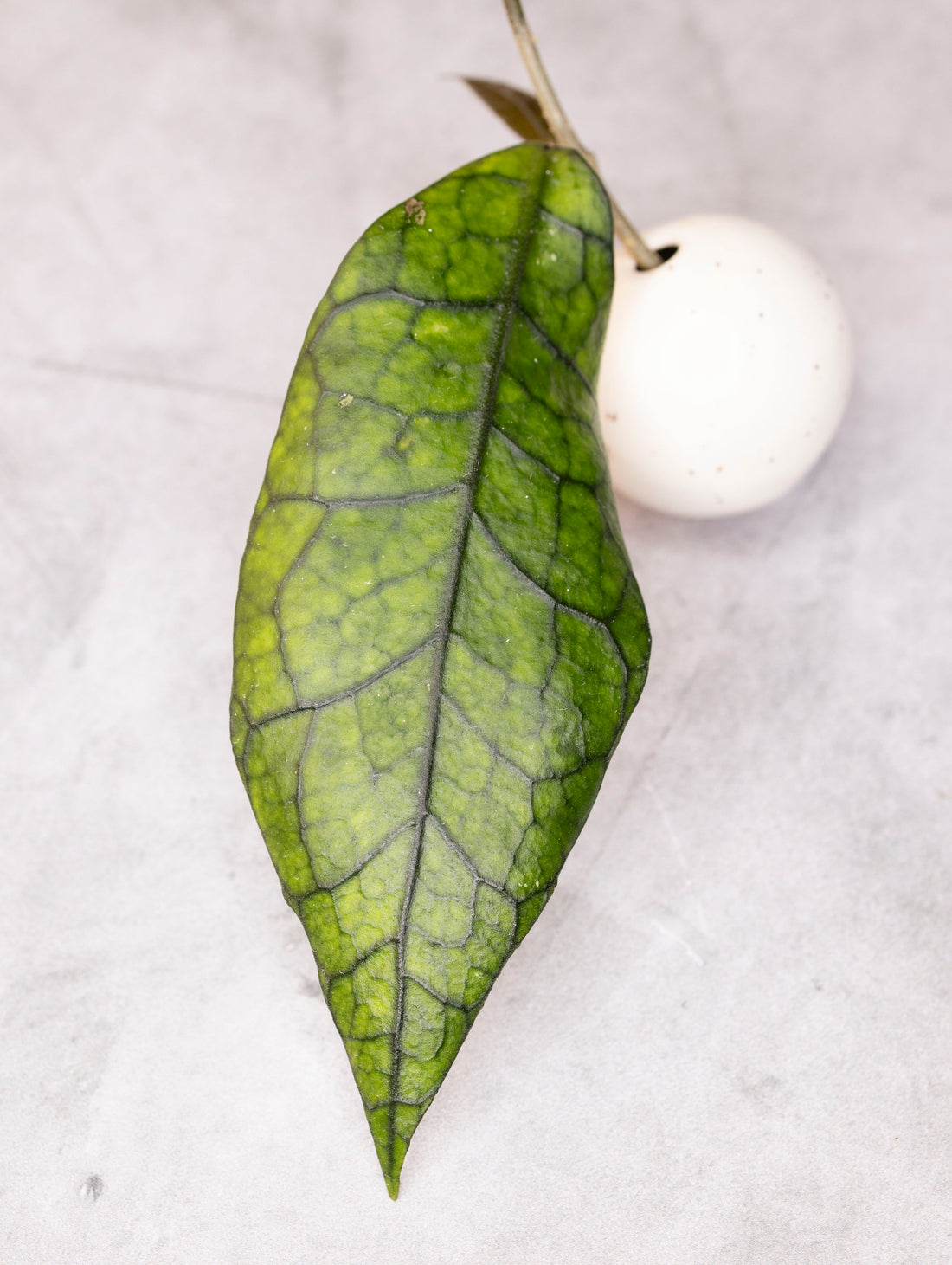 Green leaf with a white sphere on a light gray background