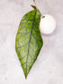 Green leaf with a white sphere on a light gray background