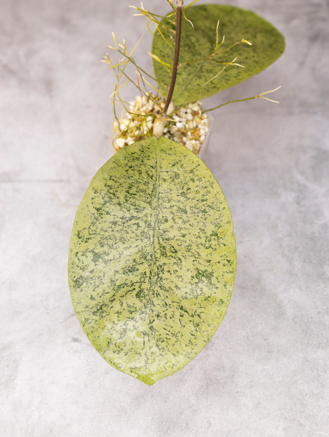 Close-up of a green leaf with white spots on a gray background