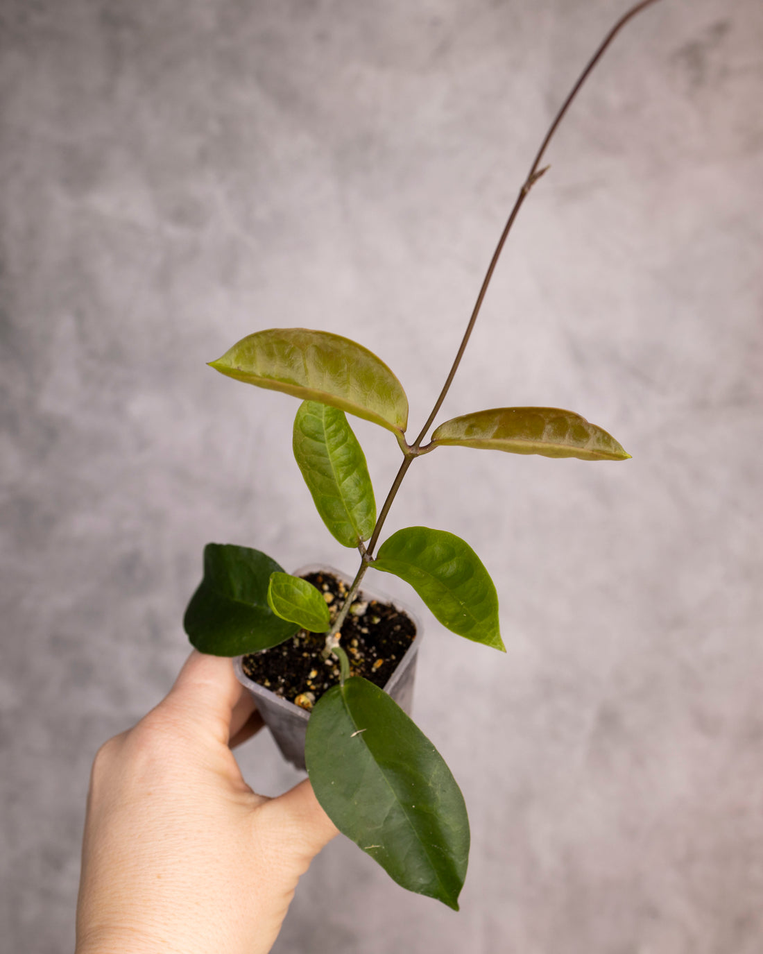 Hand holding a small potted plant against a gray background