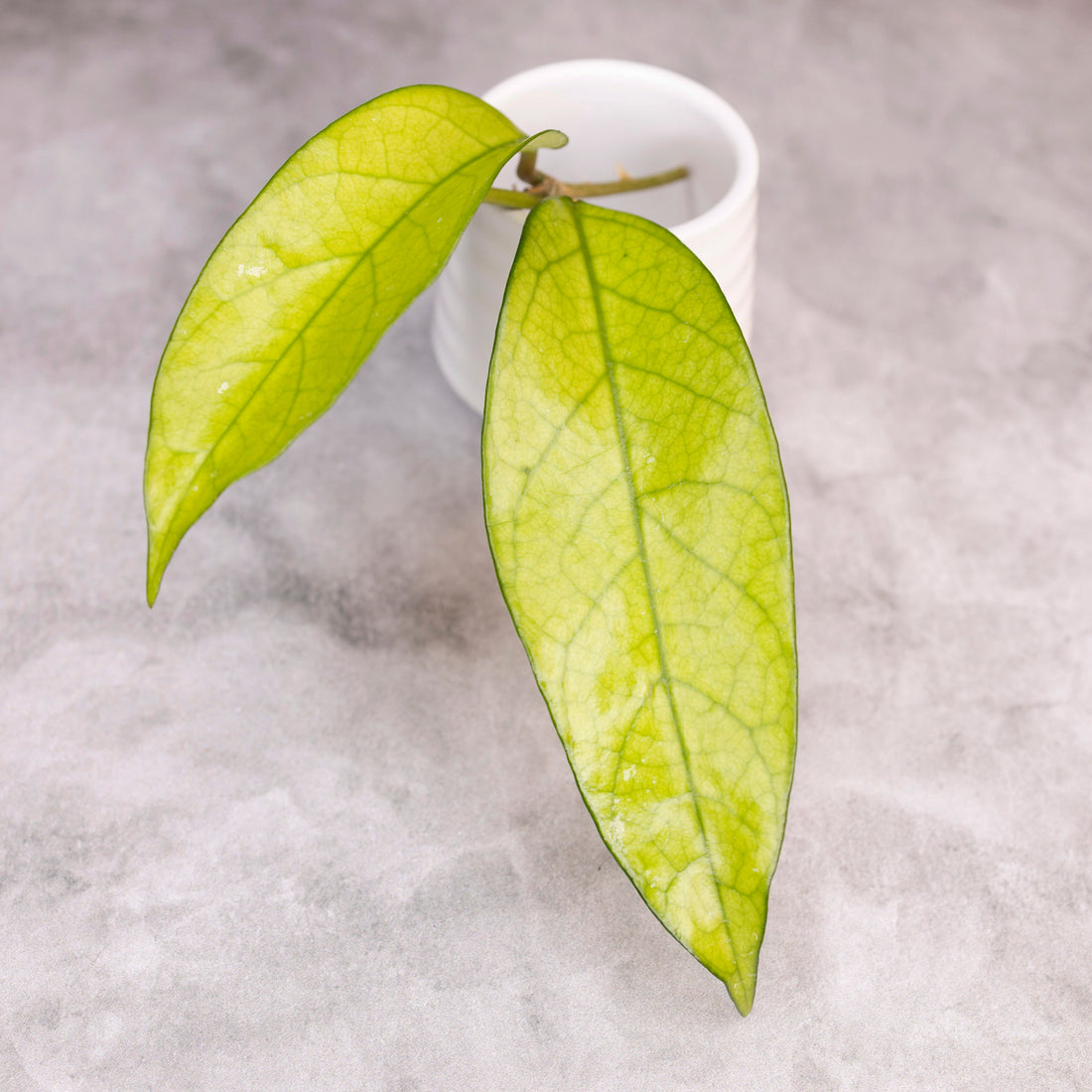 Hoya sp Lai Chau