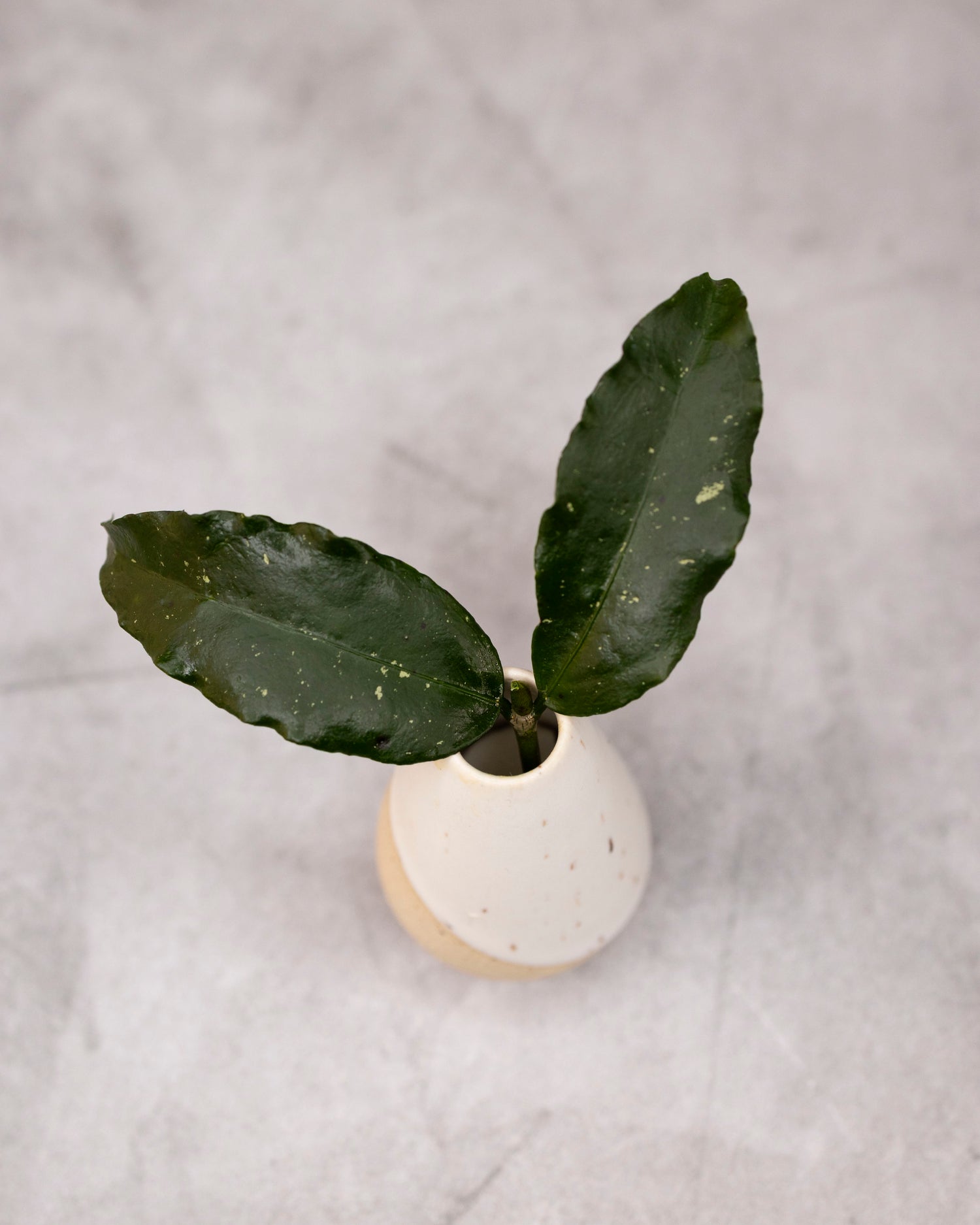 Hoya sp. Liwa