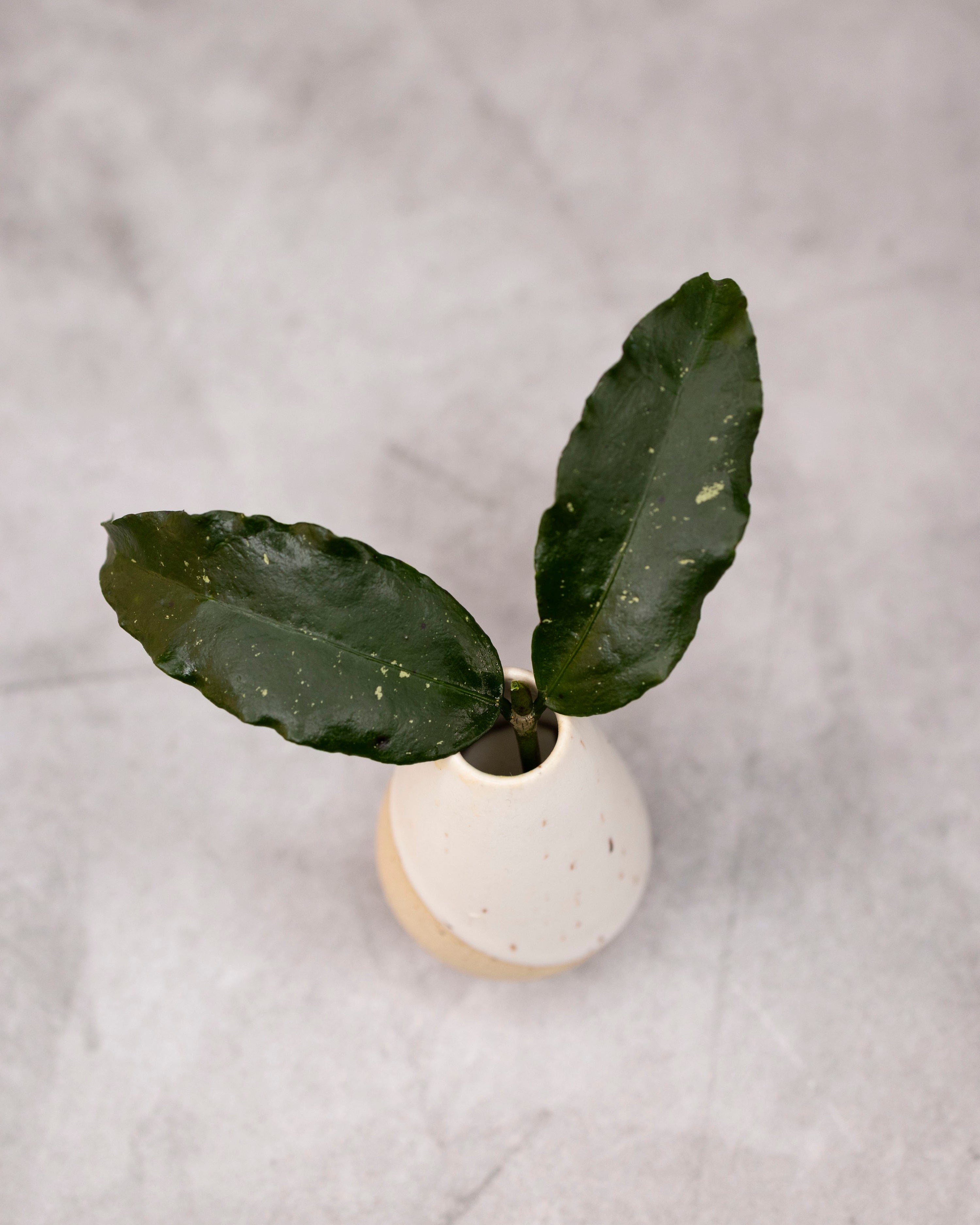Hoya sp. Liwa