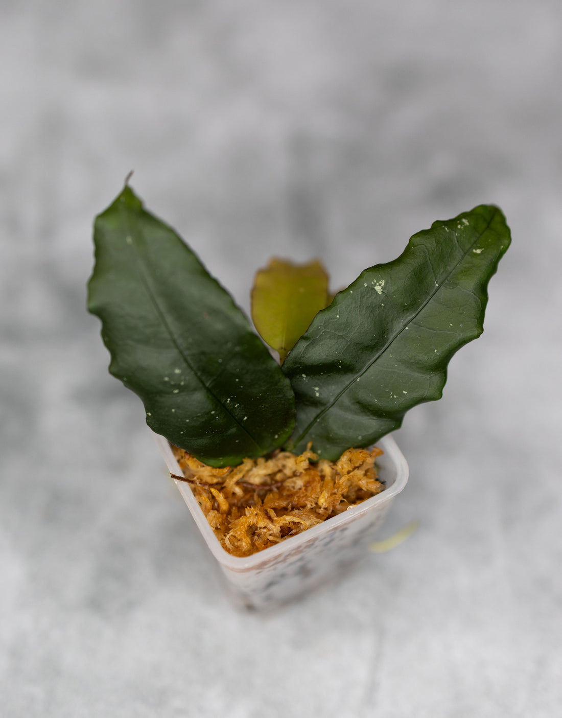 Hoya sp. Liwa