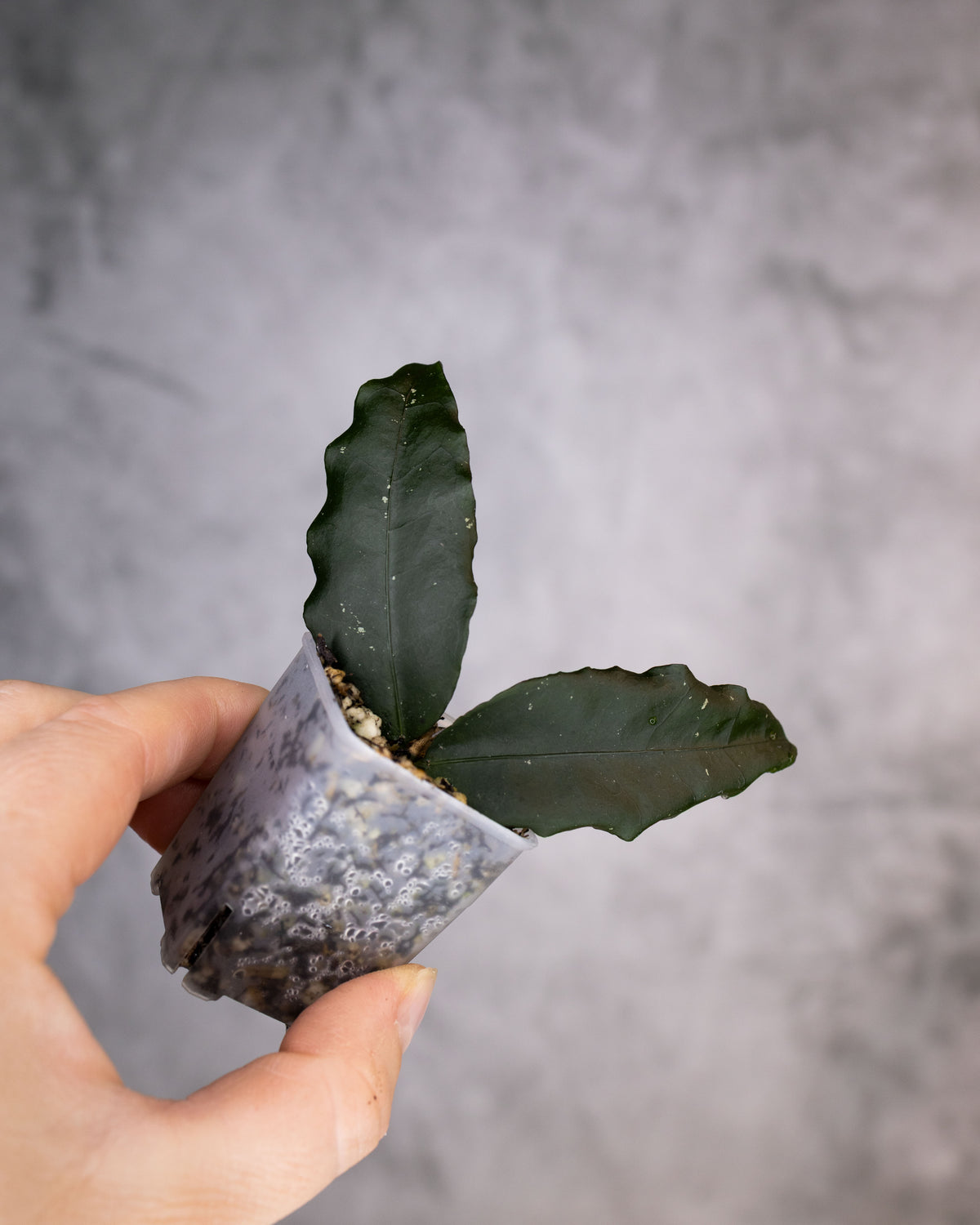 Hoya sp. Liwa