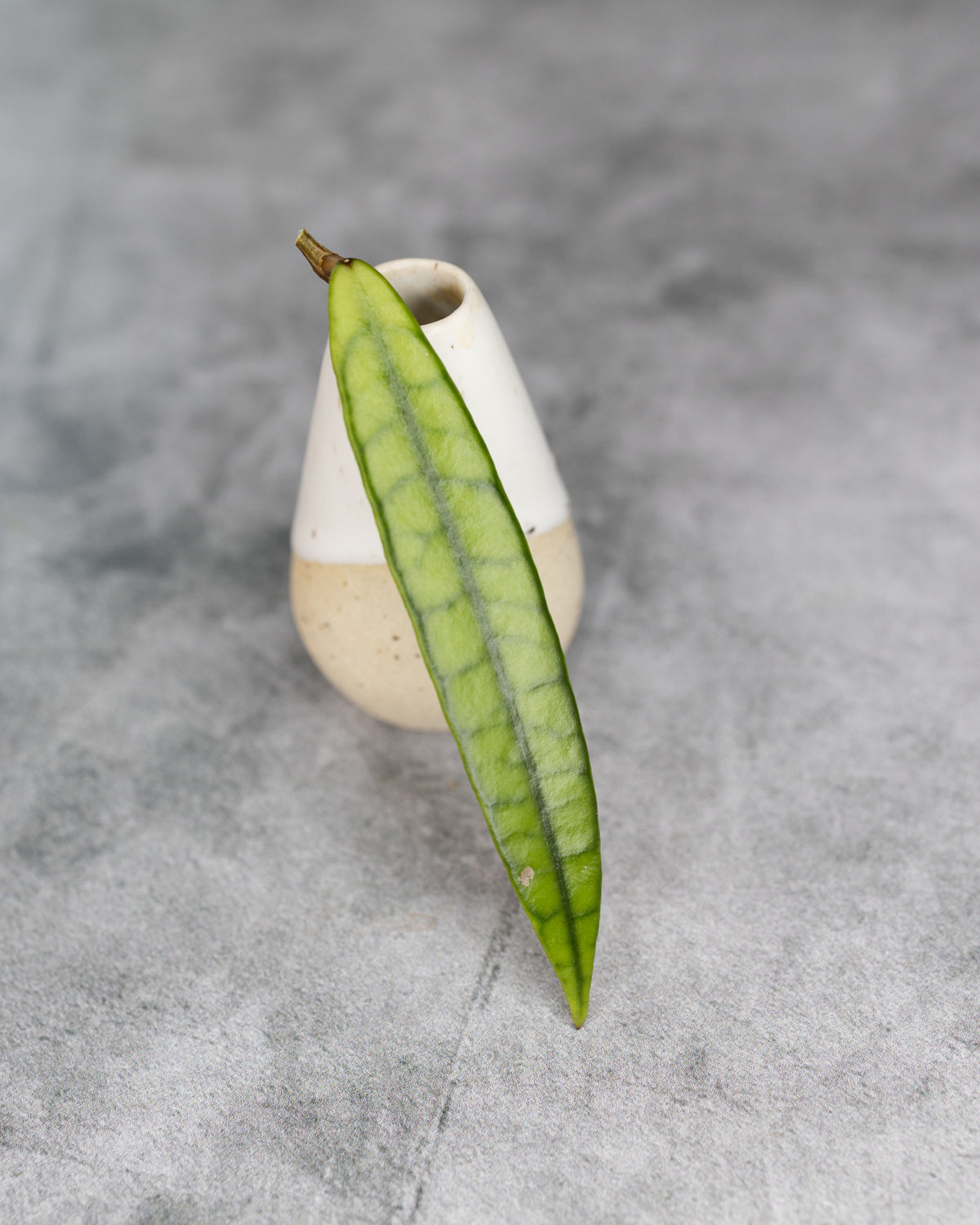 A single long green leaf with prominent veins leans against a small ceramic vase on a textured gray surface.