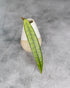 A single long green leaf with prominent veins leans against a small ceramic vase on a textured gray surface.