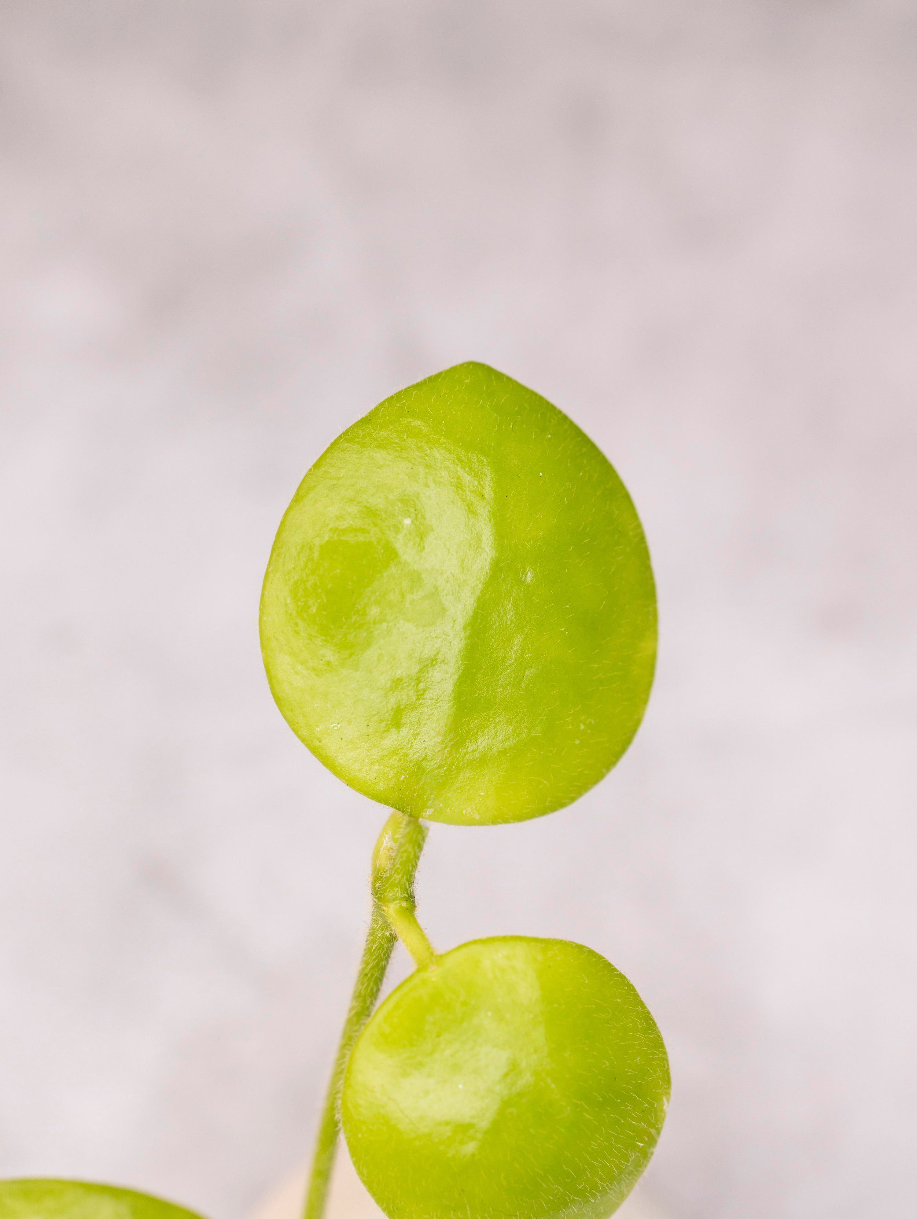 Hoya sp. (Pagar Alam)