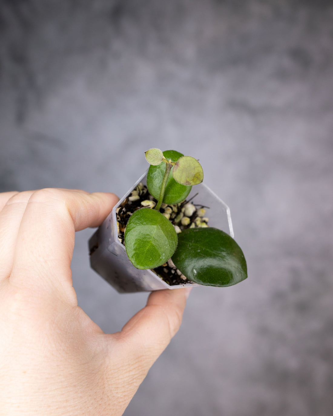 Hoya sp Pagar Alam