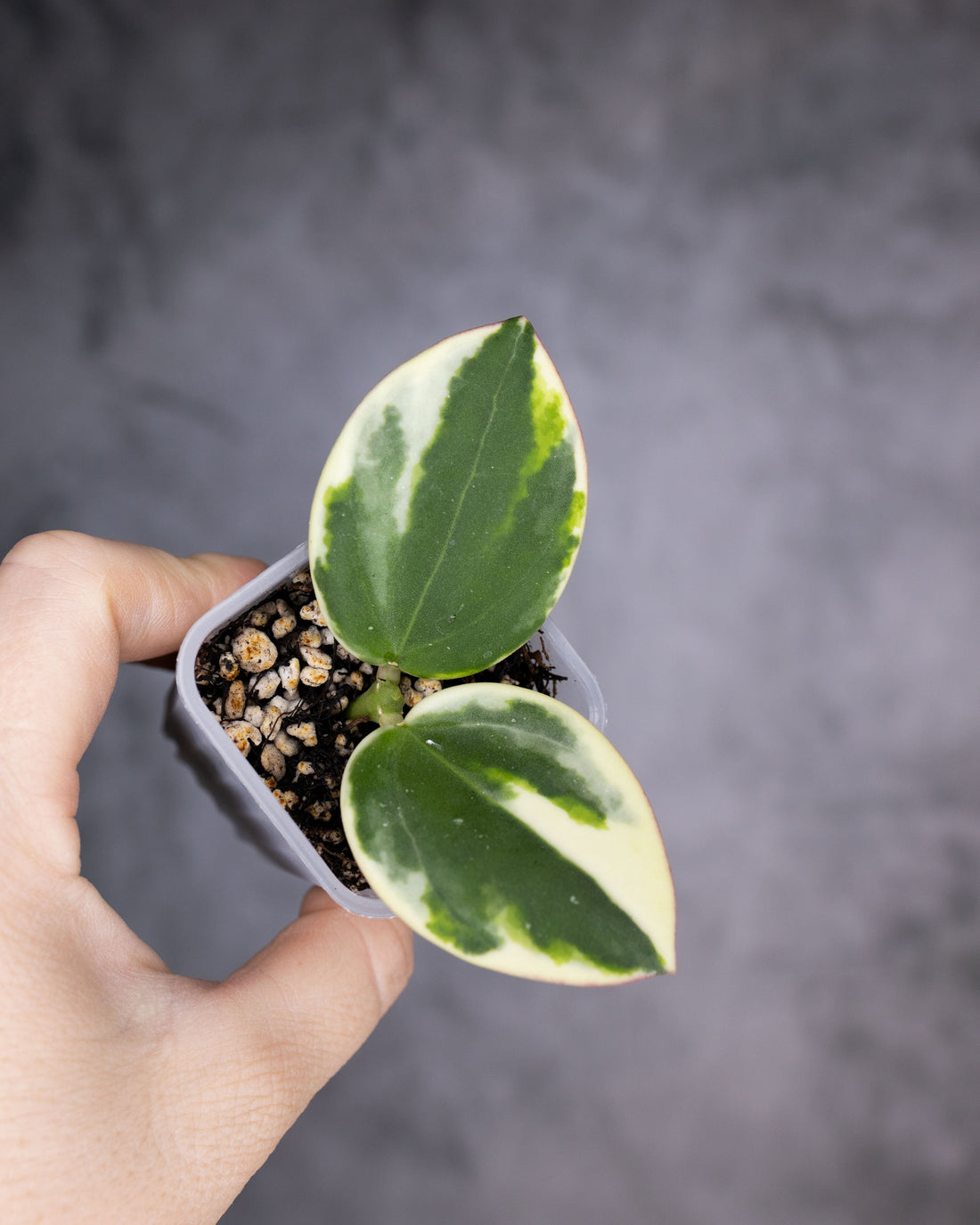Hoya para albomarginata