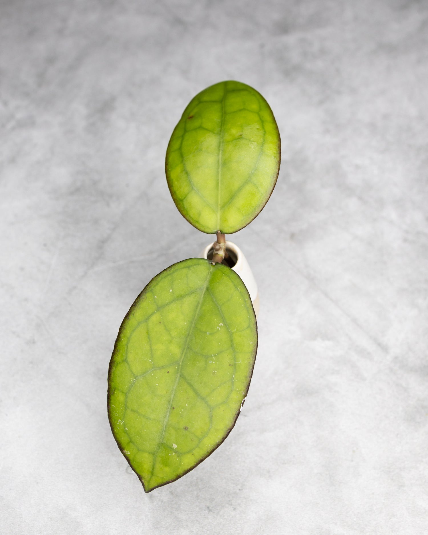 Hoya sp. Sulawesi