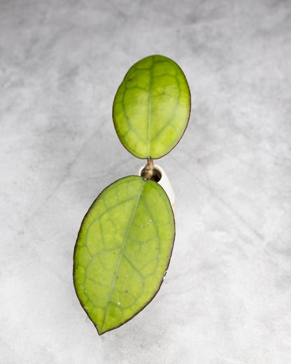 Hoya sp. Sulawesi