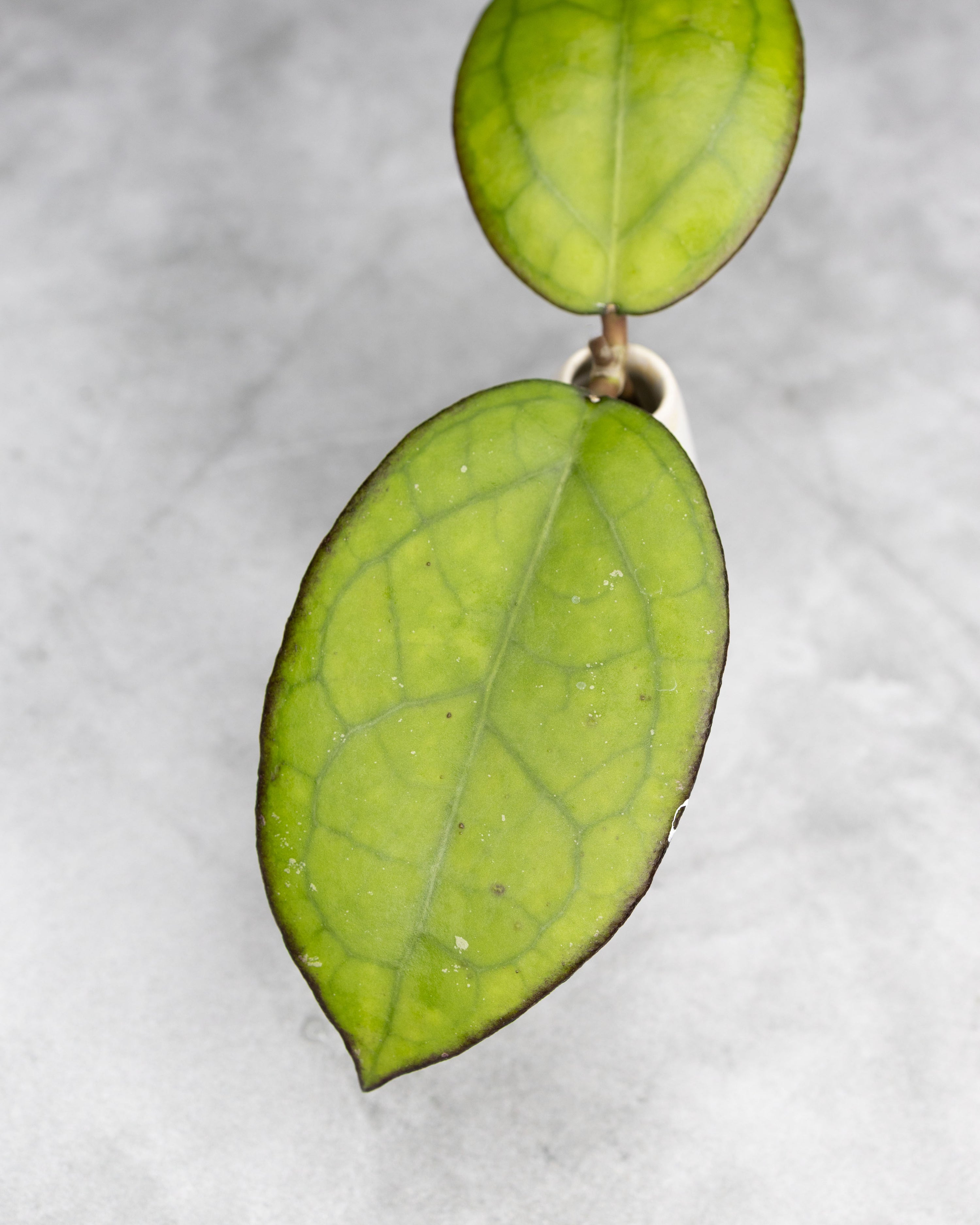Hoya sp. Sulawesi