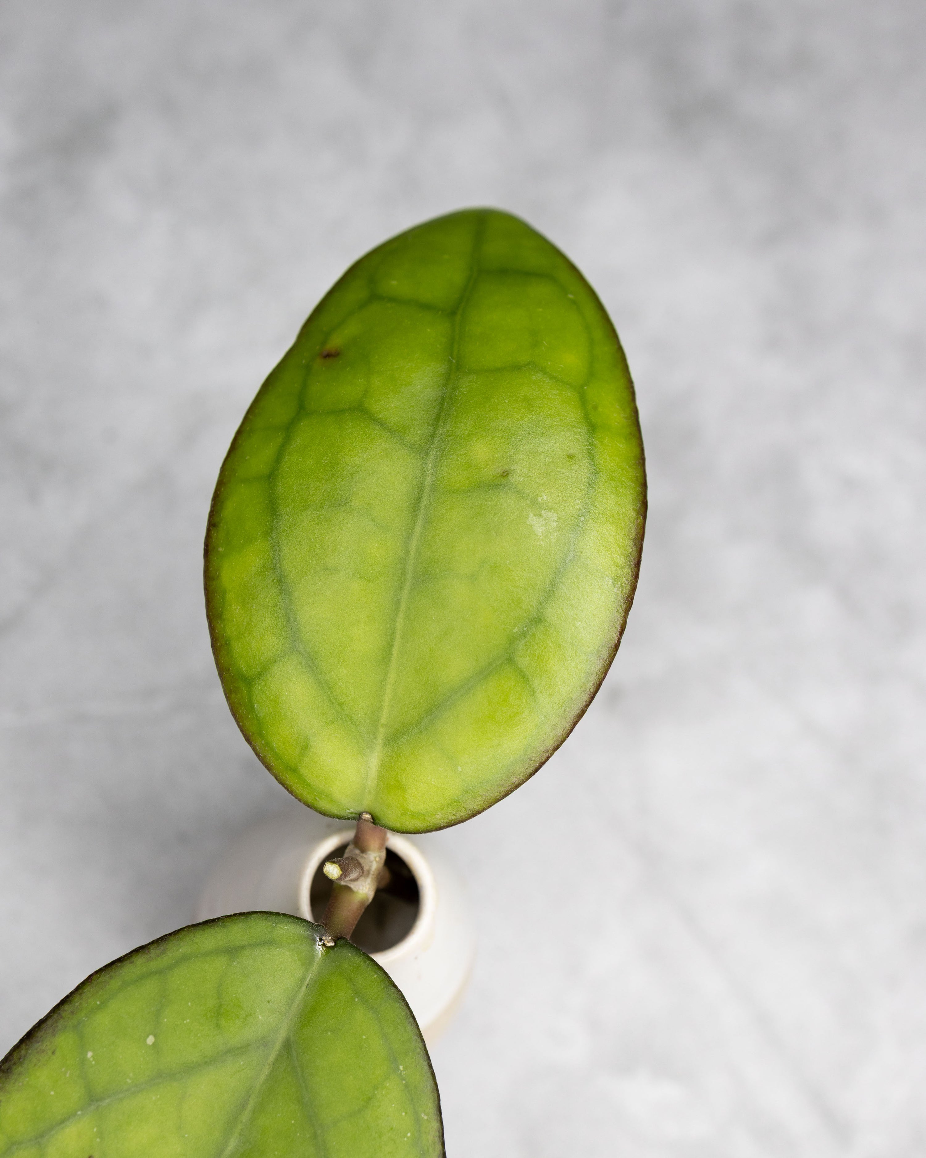 Hoya sp. Sulawesi