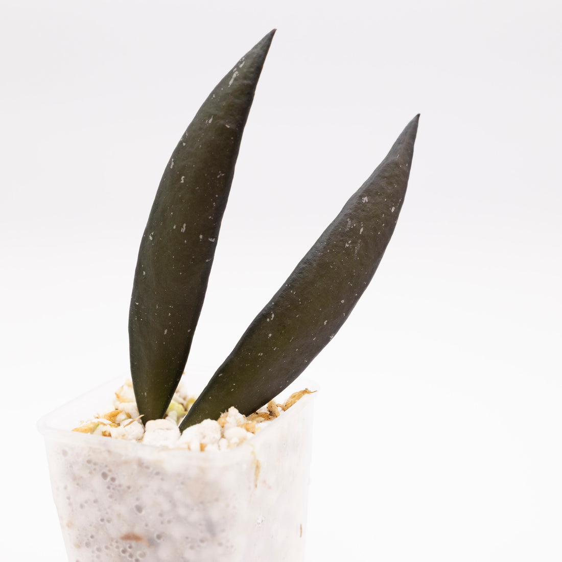 Hoya sp Sumatera