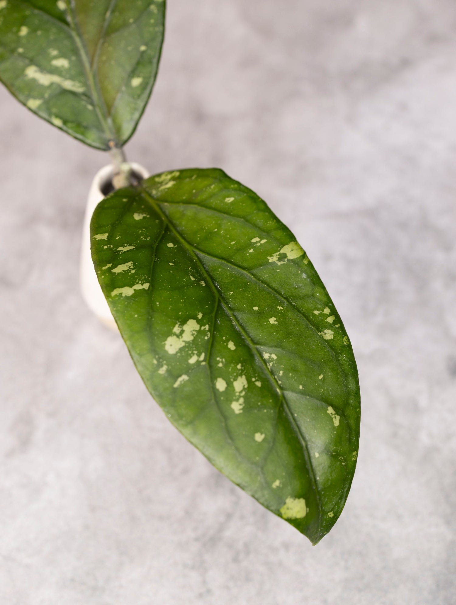 Green leaf with white spots on a gray background