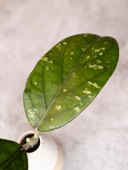 Close-up of a green leaf with white spots on a light gray background