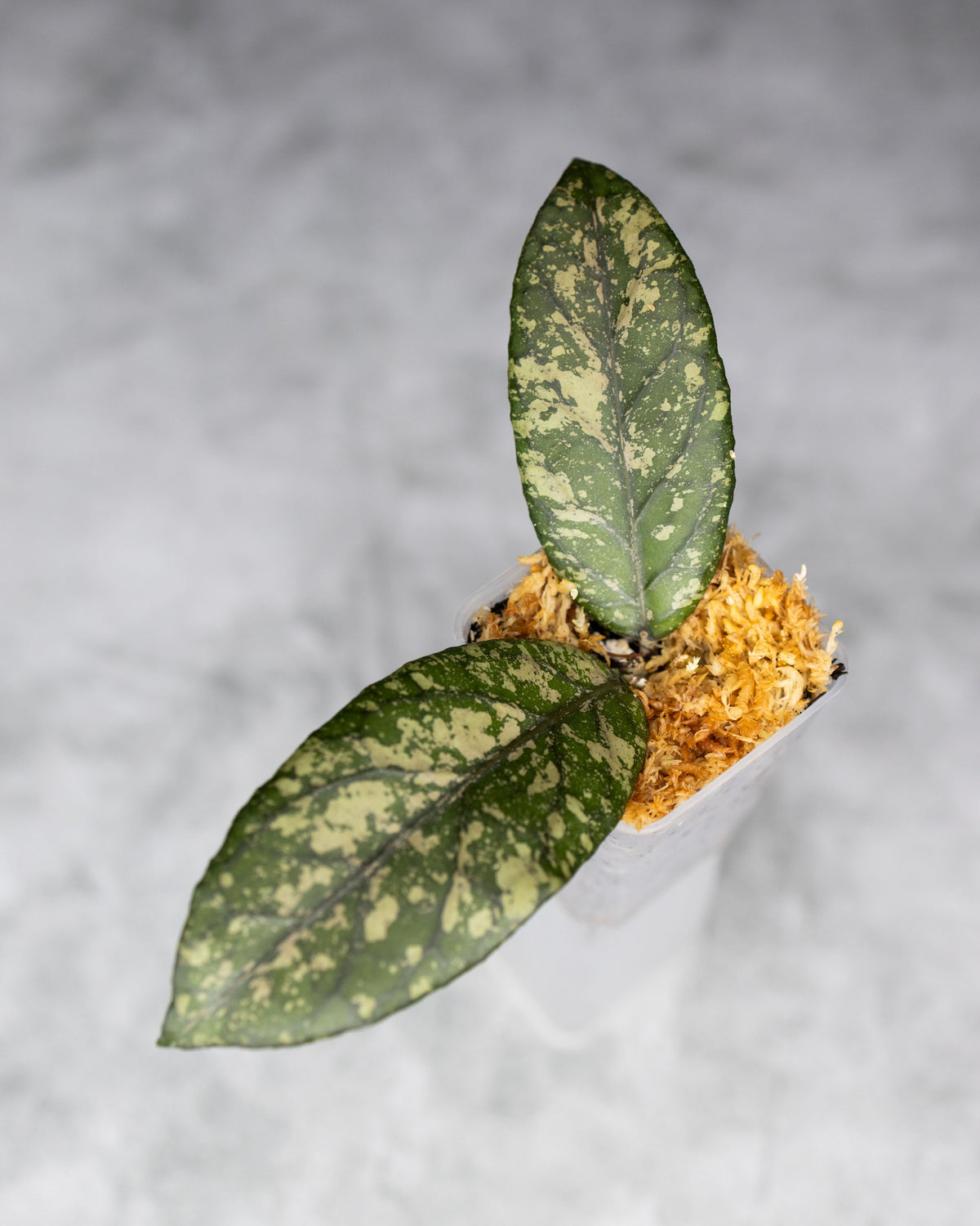 Hoya sp. Takengon Rimba