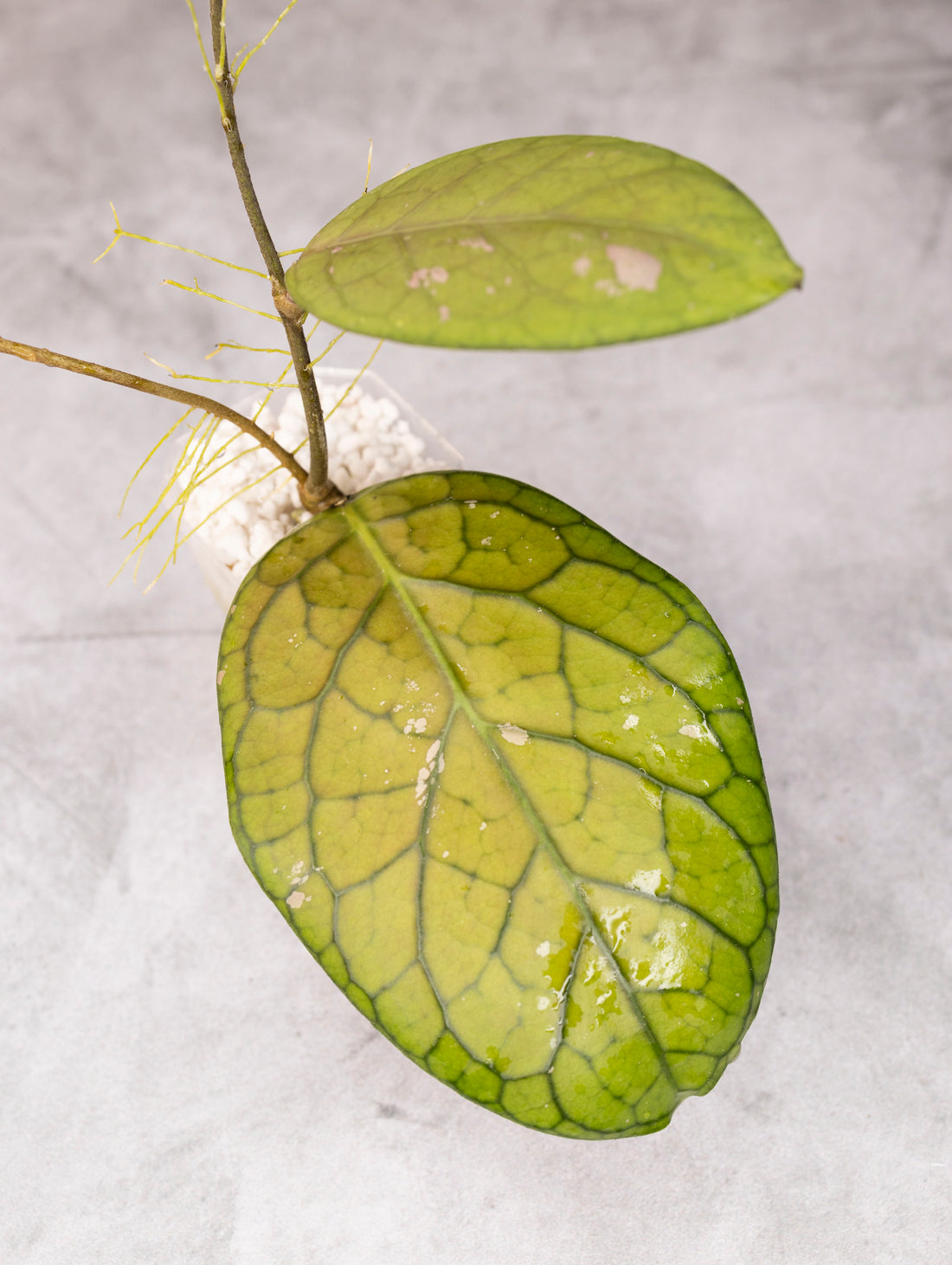 Hoya sp Talang Ogan Ilir (Auction)