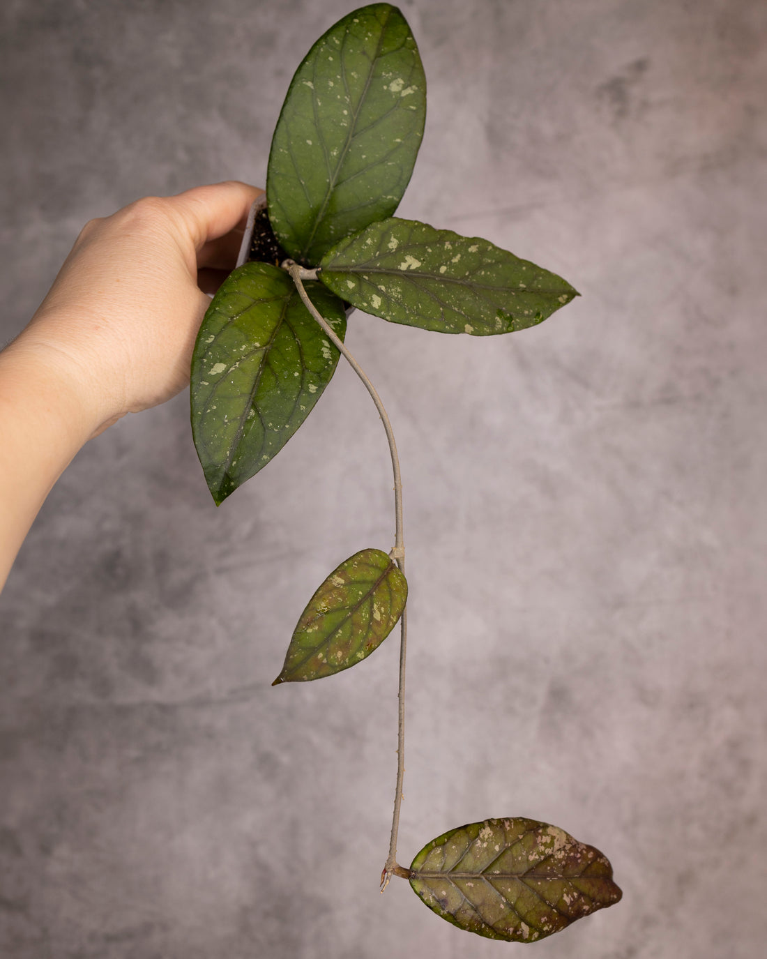 Hand holding a small green leafy plant against a gray background