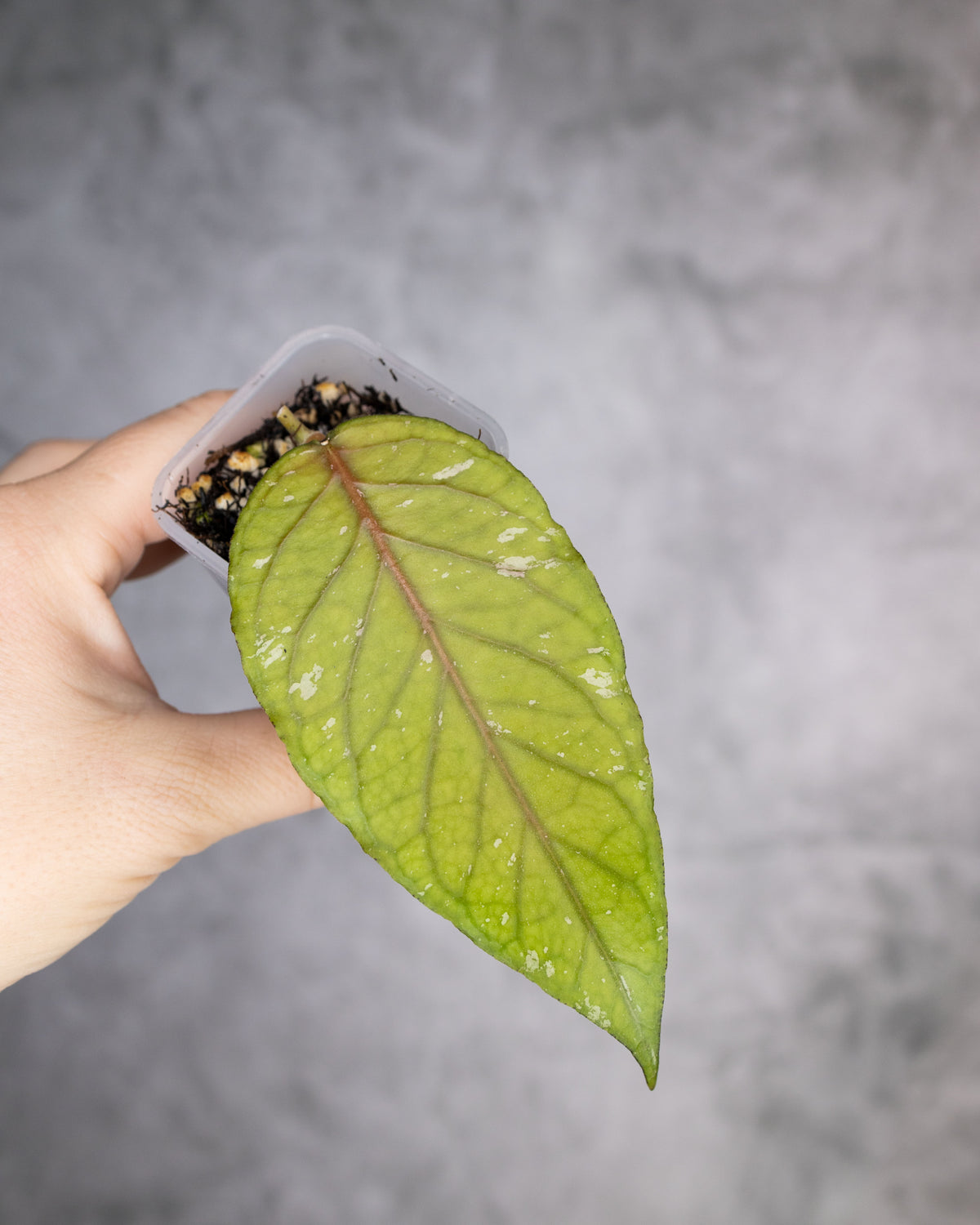 Hoya sp. Aceh &