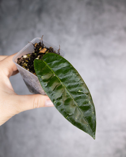 Hoya sp. Palok &