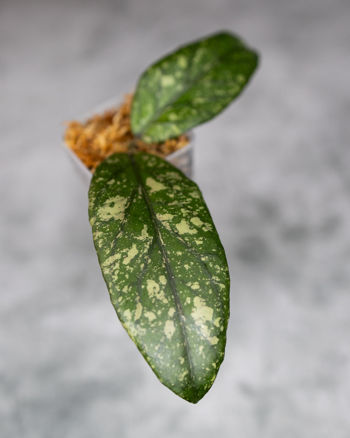 Hoya sp. Takengon Rimba