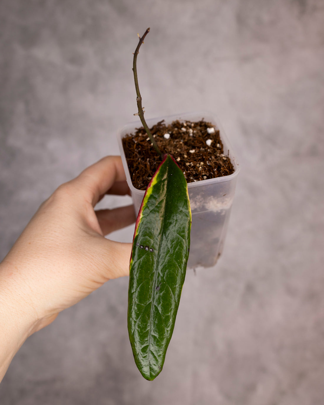 Hand holding a potted plant with a large green leaf against a neutral background