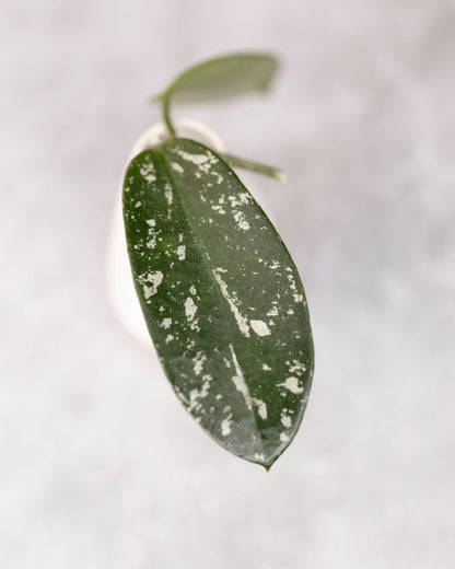 Close-up of a green leaf with white spots on a blurred background