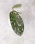 Close-up of a green leaf with white spots on a blurred background
