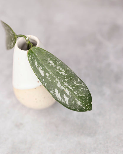 White and green ceramic vase with a leaf on a gray background