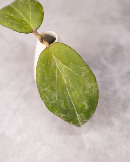 Hoya &