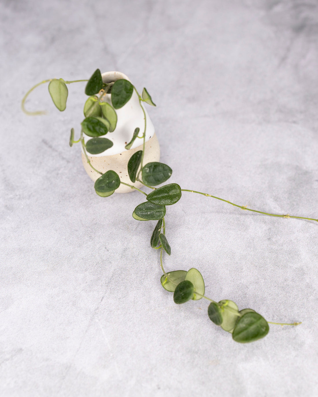 Hoya tengchongensis