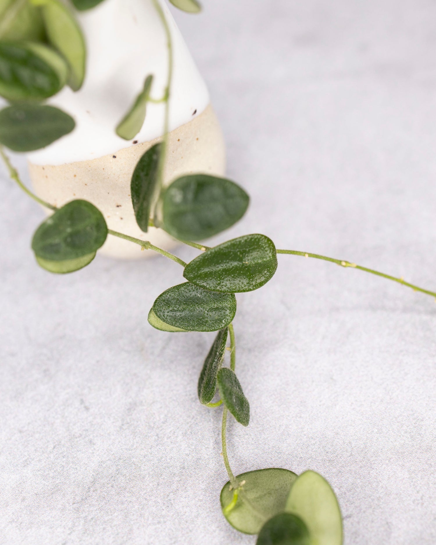 Hoya tengchongensis