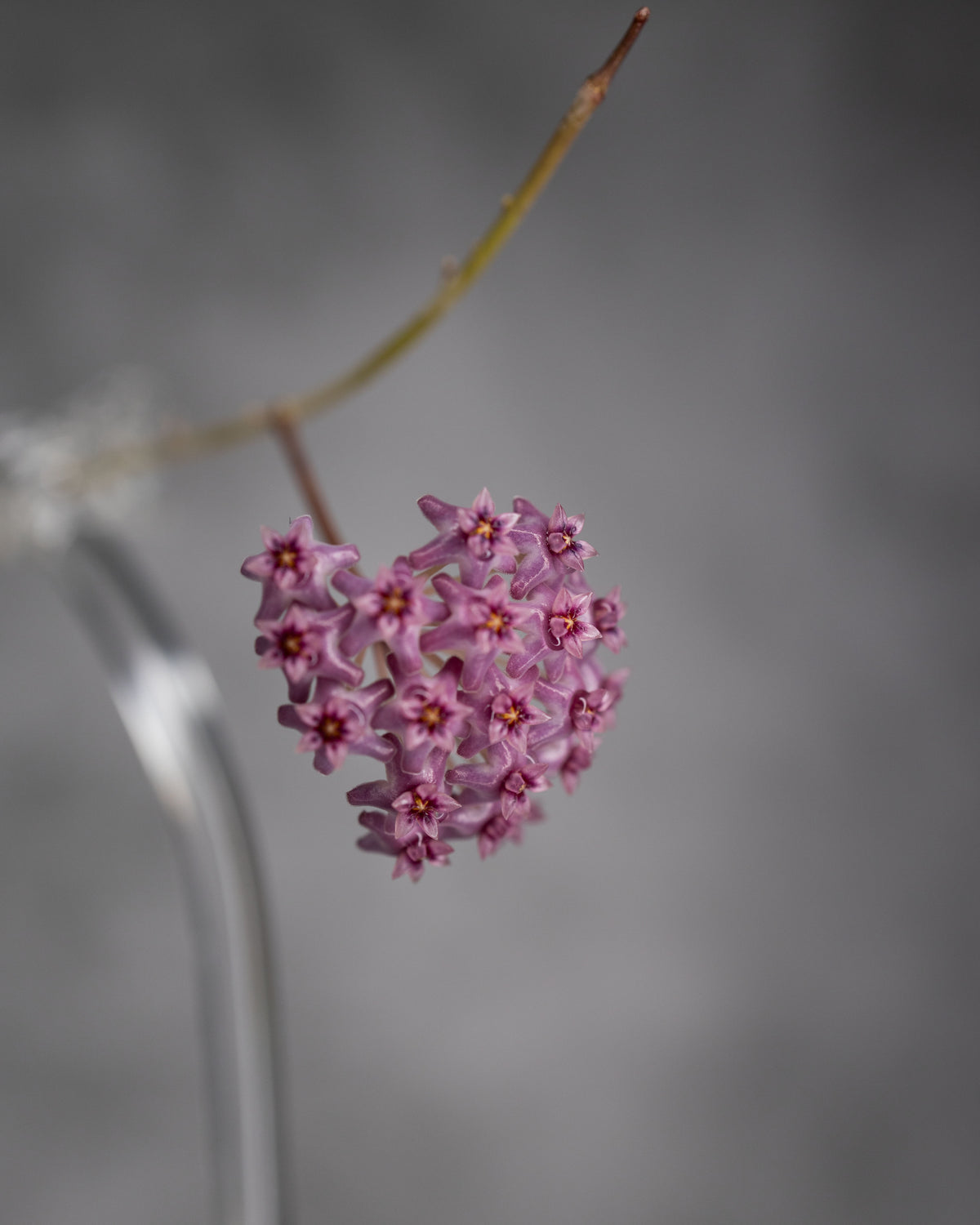 Hoya tomataensis (Indonesia)