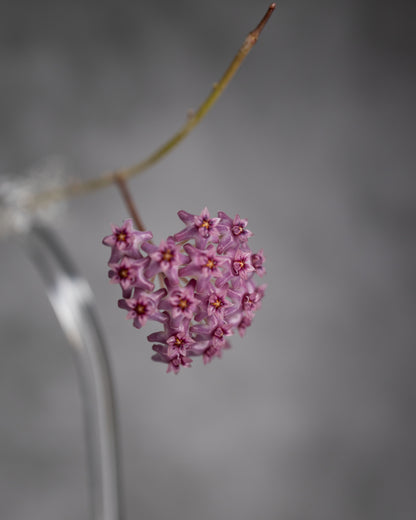Hoya tomataensis (Indonesia)