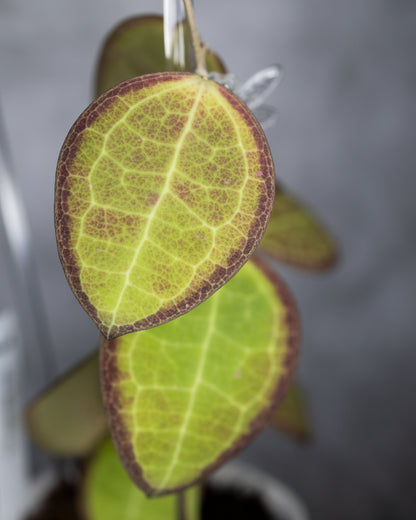 Hoya tomataensis (Indonesia)