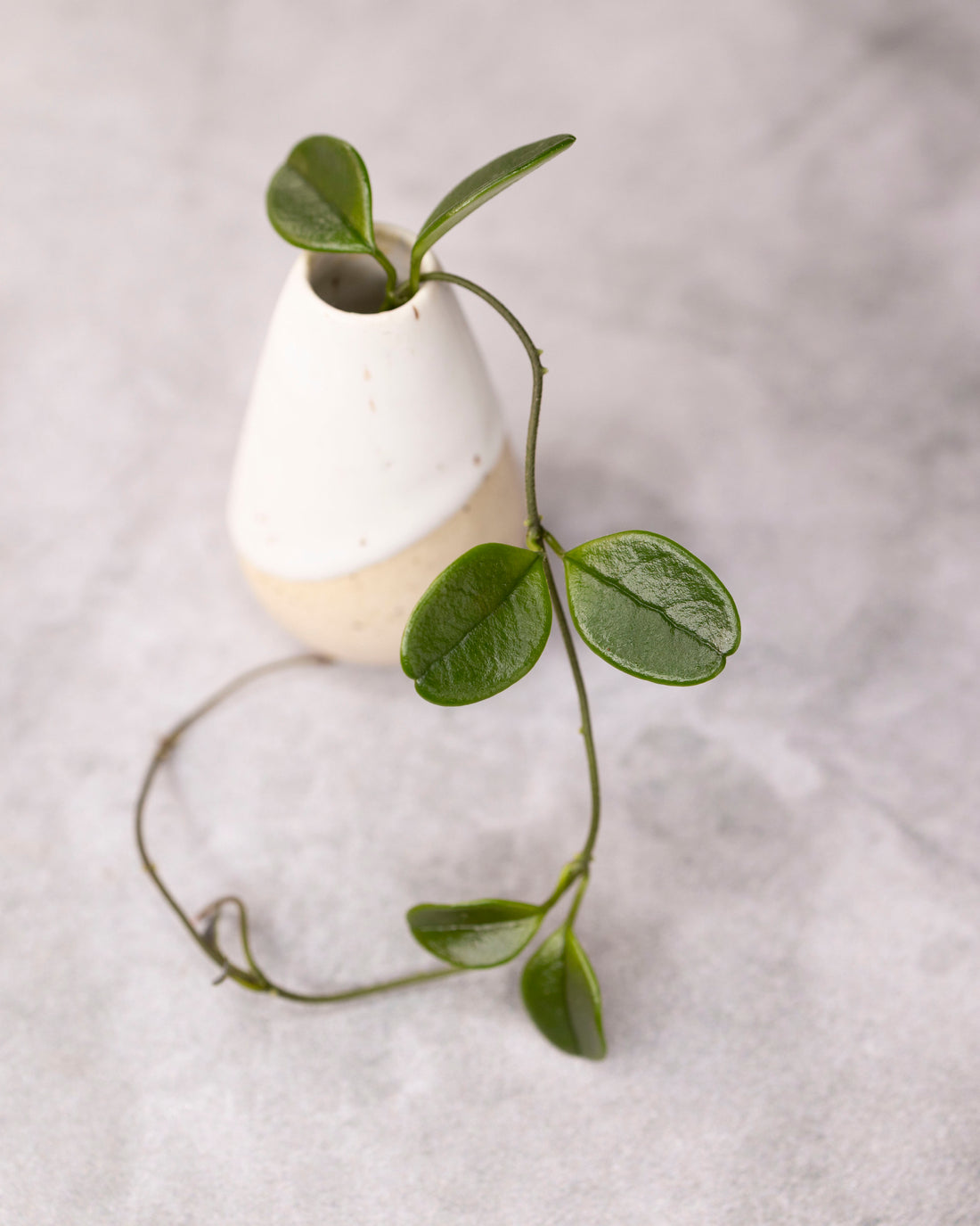 Hoya uniflora