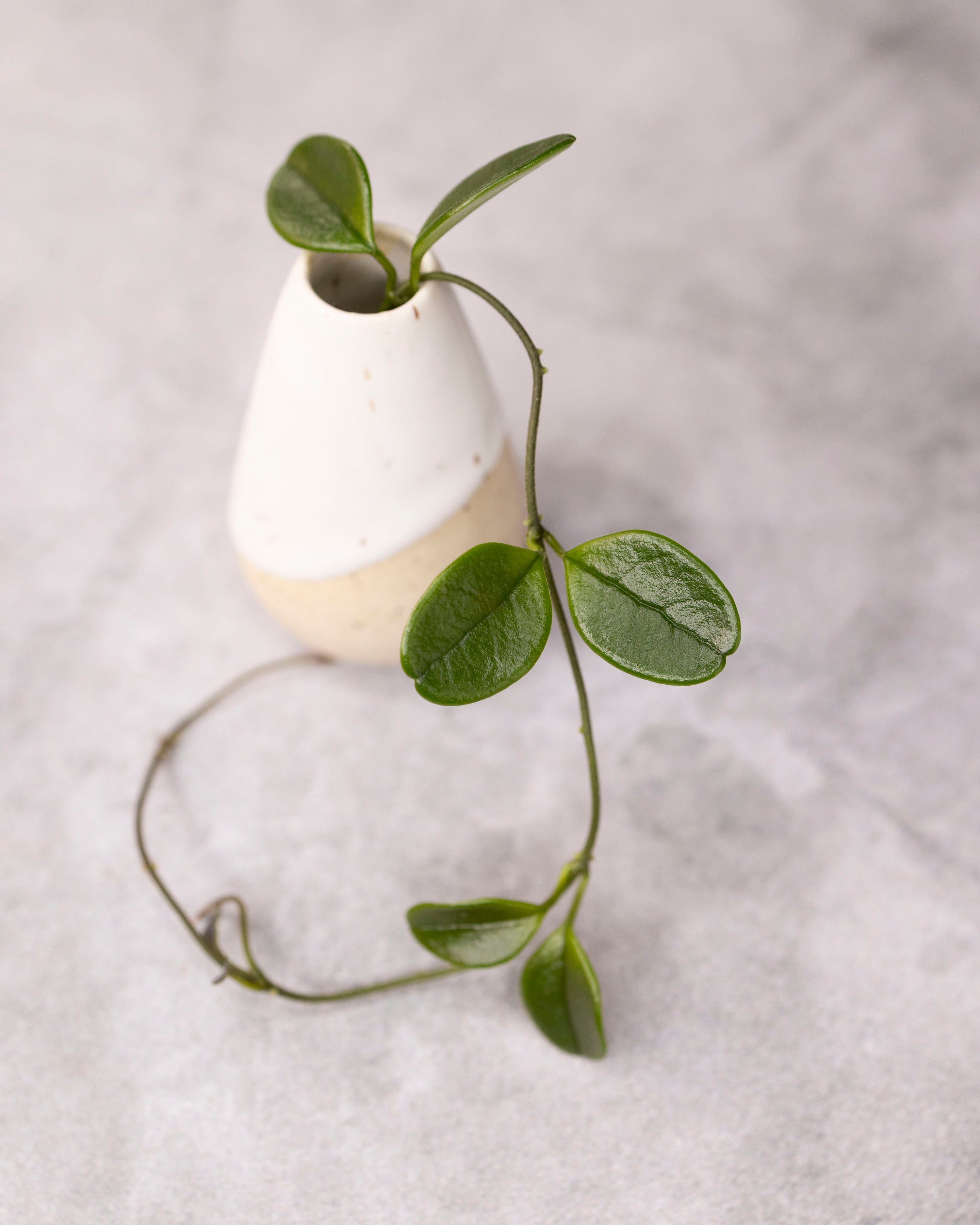 Hoya uniflora