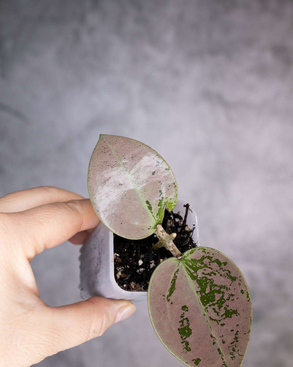 Hoya verticillata &