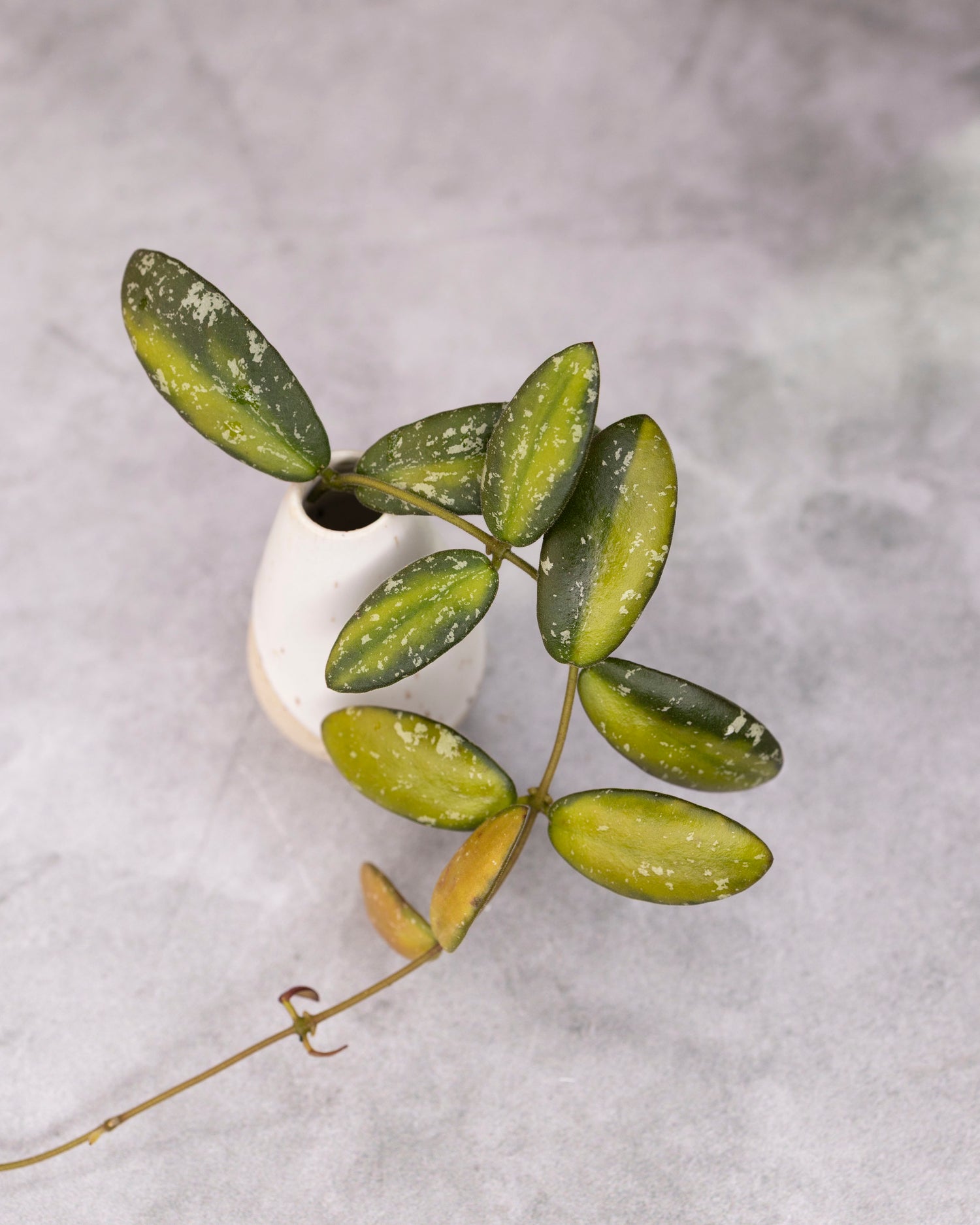 Hoya sp VL9 (Variegated)