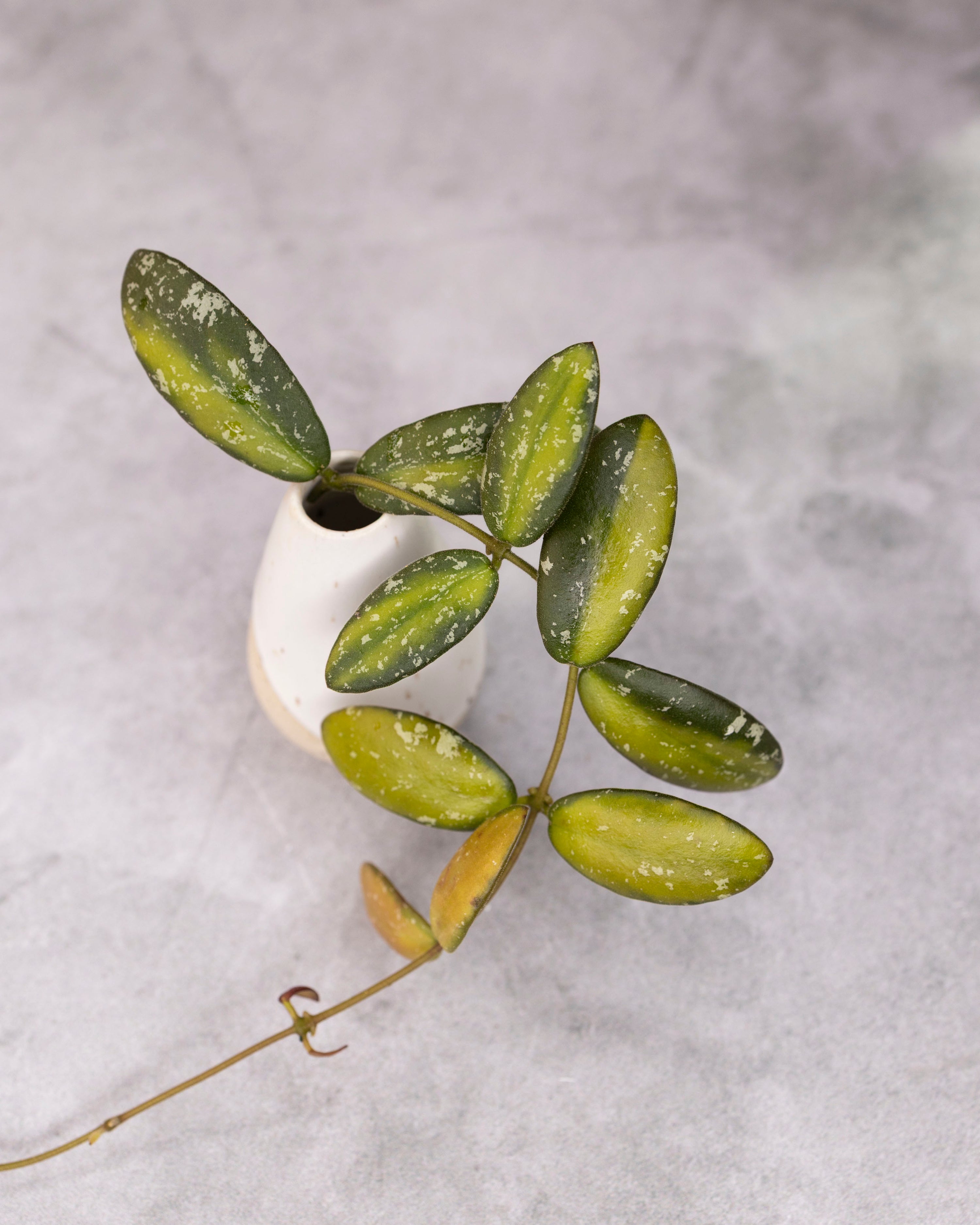 Hoya sp VL9 (Variegated)