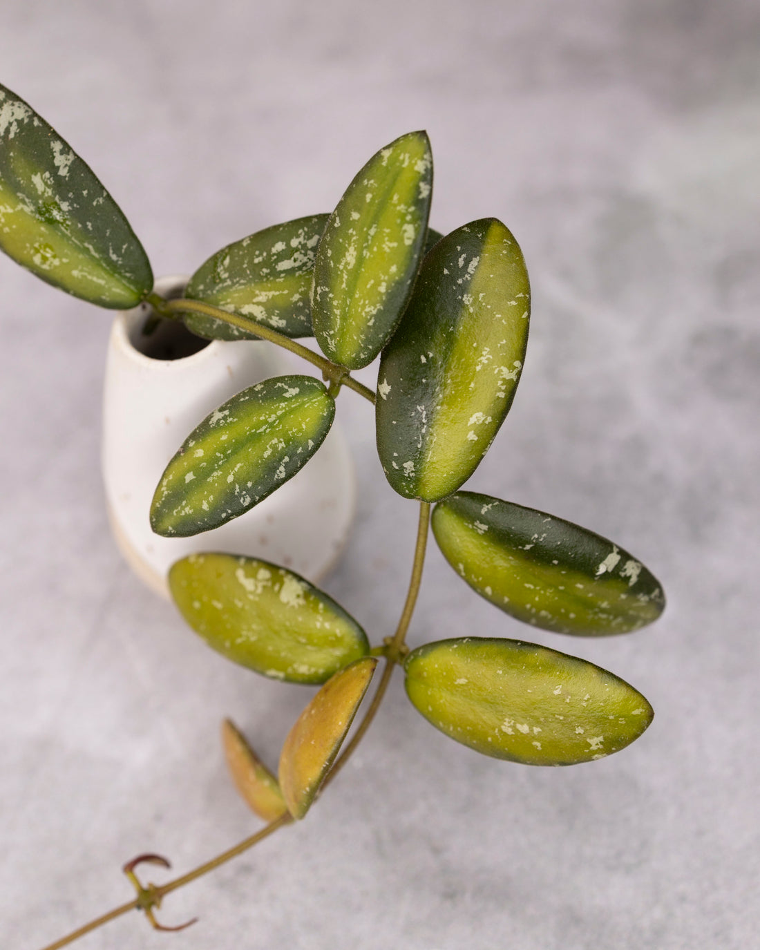 Hoya sp VL9 (Variegated)