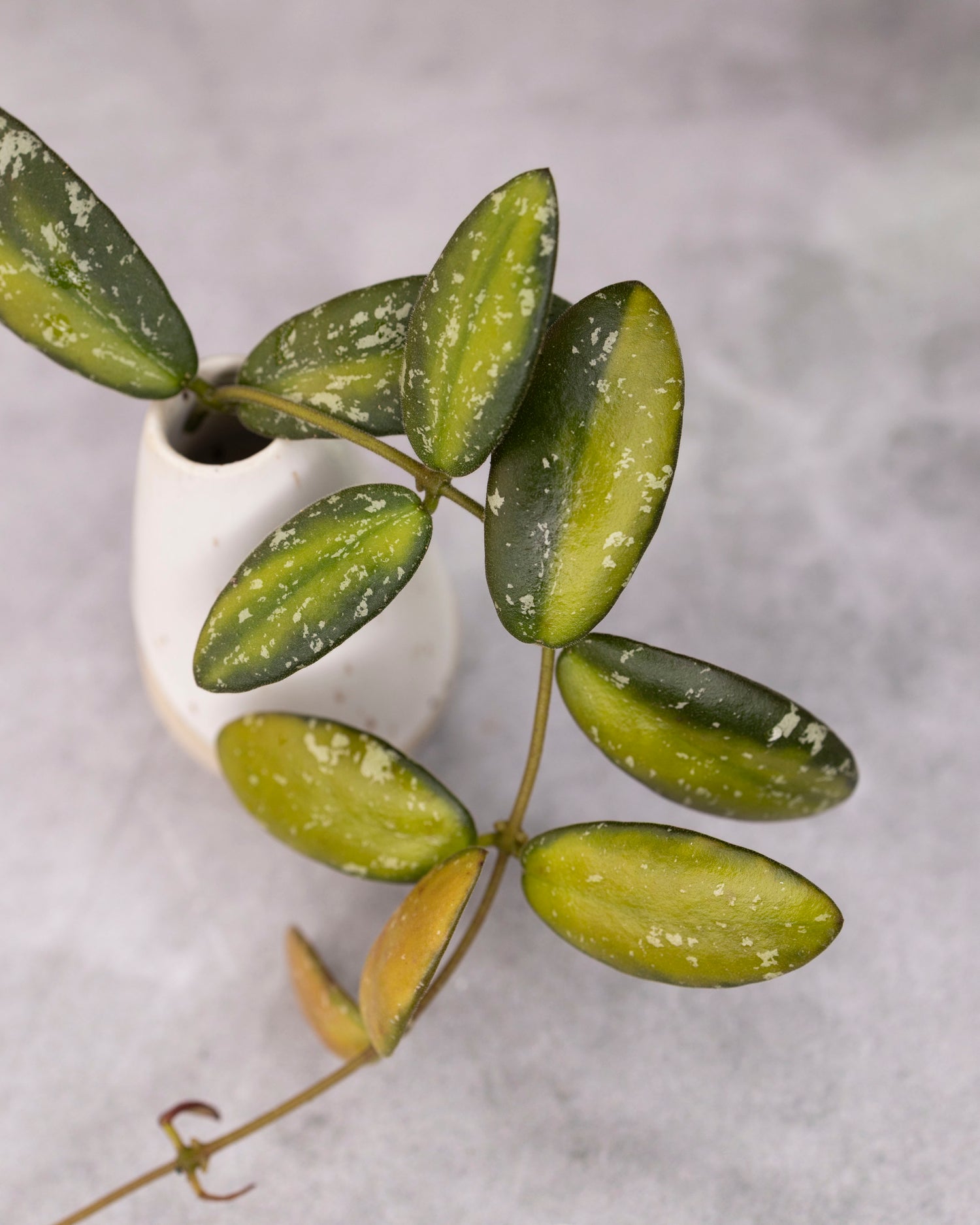 Hoya sp VL9 (Variegated)