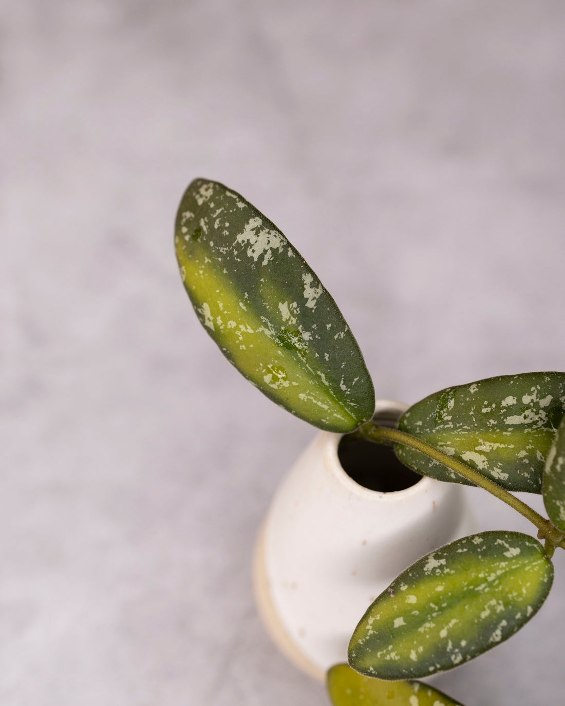 Hoya sp VL9 (Variegated)
