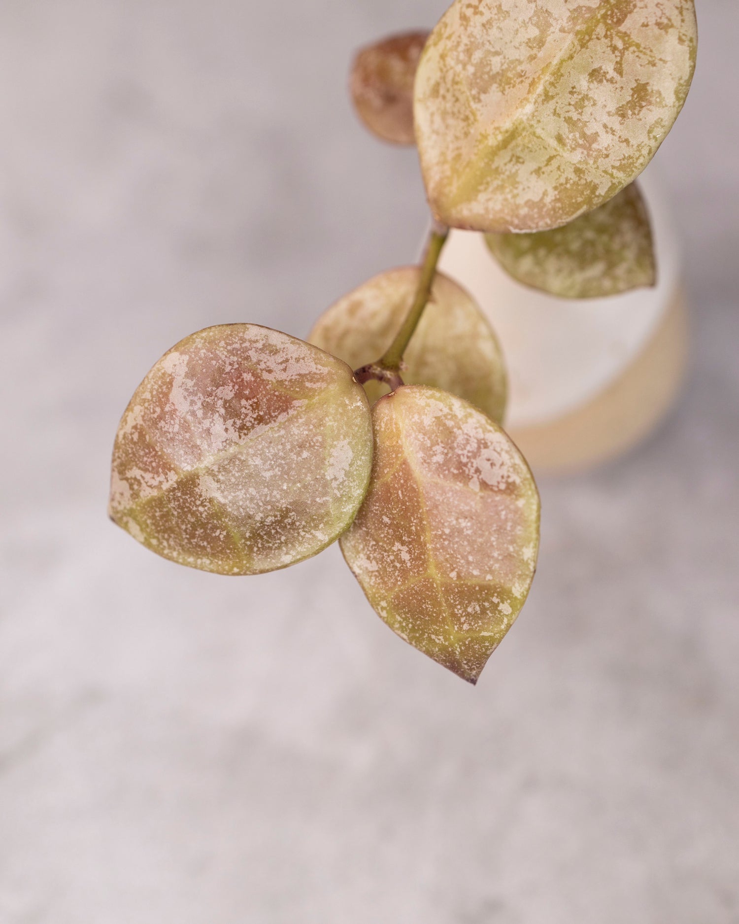 Hoya walliniana (Splash)