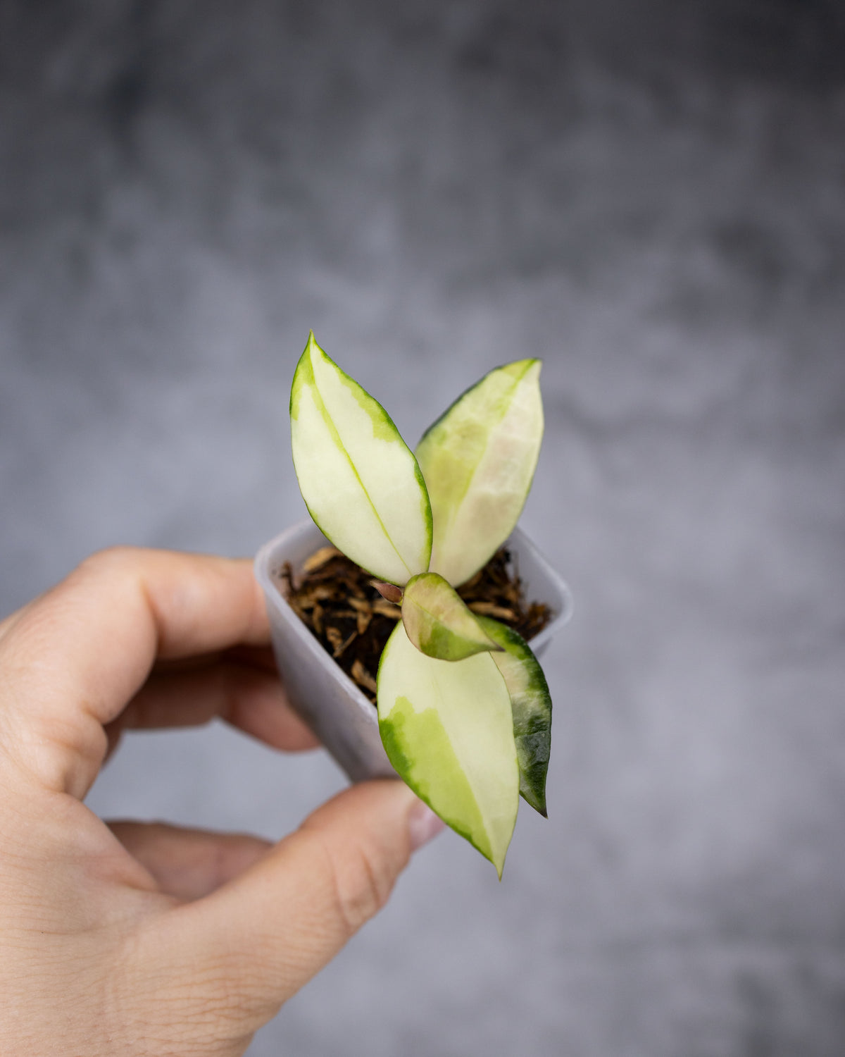 Hoya walliniana (Variegated)