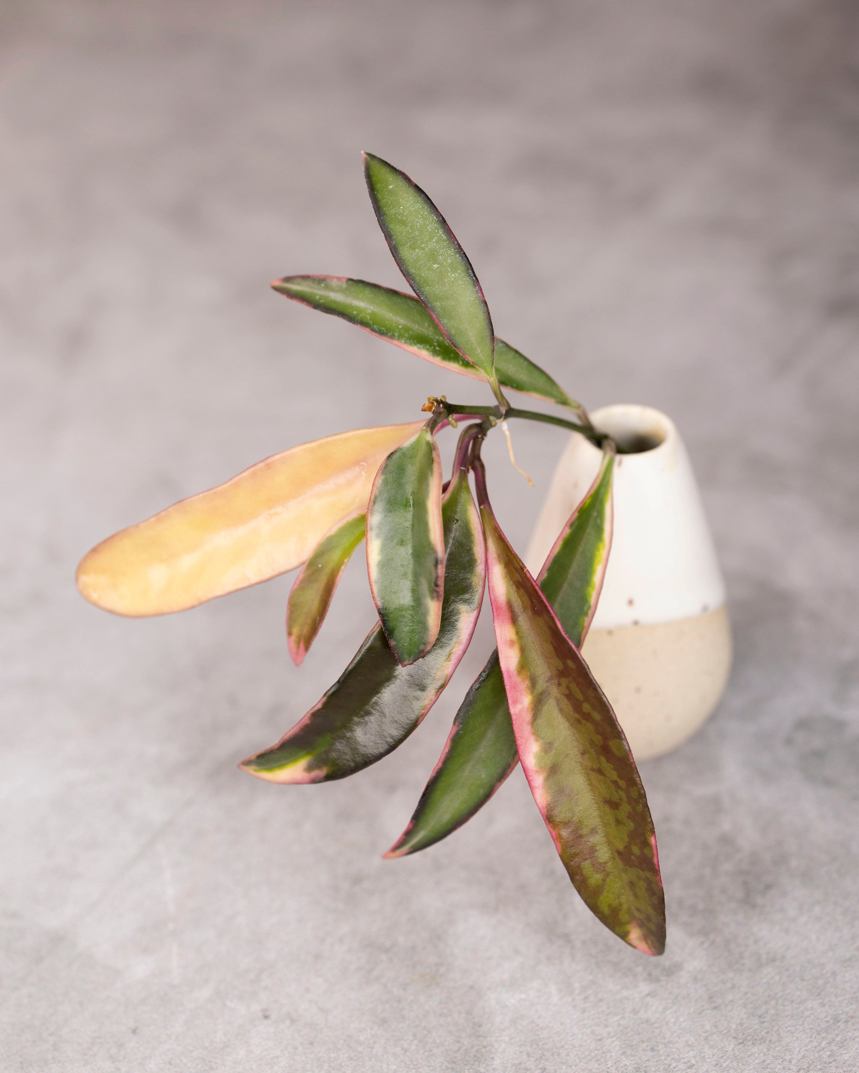 Small potted plant with green and red leaves on a gray background
