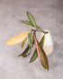 Small potted plant with green and red leaves on a gray background