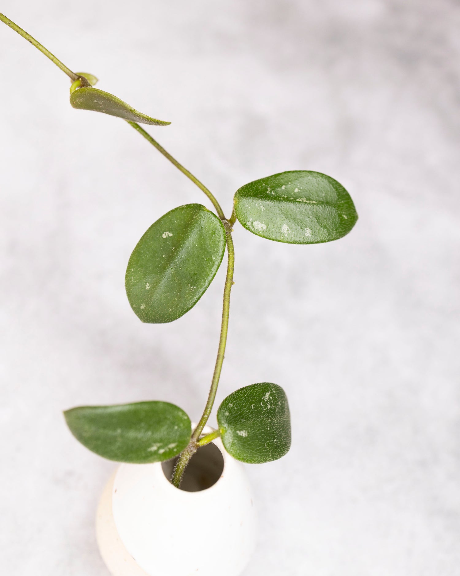 Green leafy plant in a pot on a light gray background